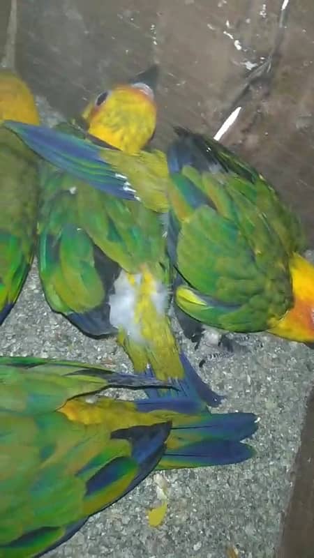 Sunconure Breeder Pair 1