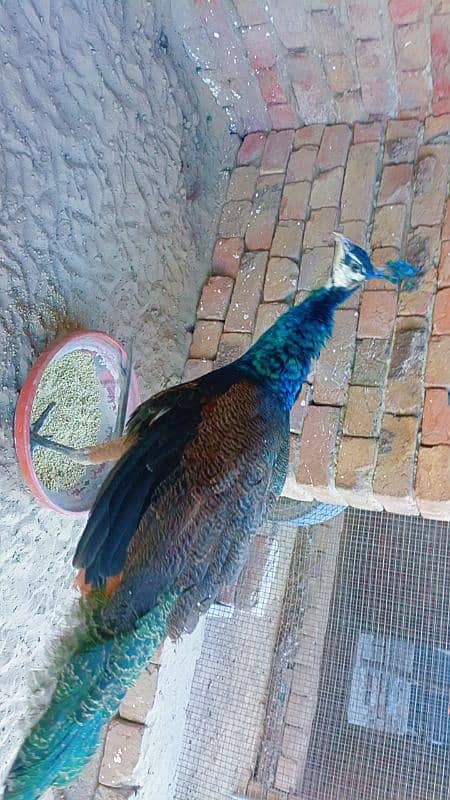 amreld peacock male 3