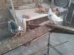 1200 per pigeon golden lakha motion wala breed