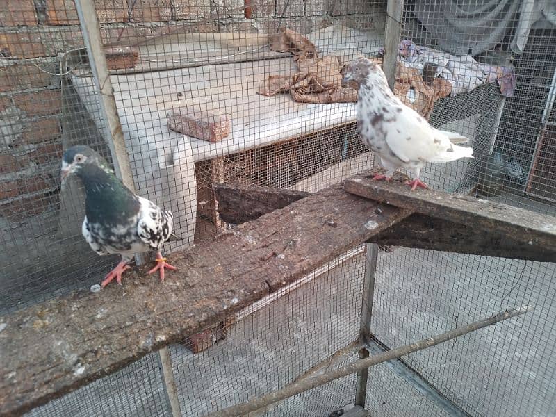 1200 per pigeon golden lakha motion wala breed 0