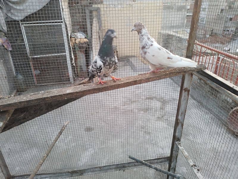 1200 per pigeon golden lakha motion wala breed 2