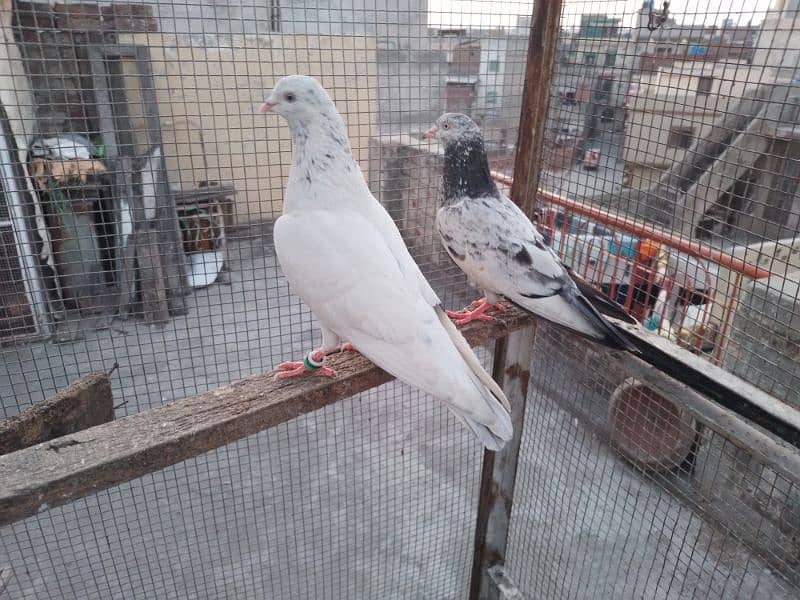 1200 per pigeon golden lakha motion wala breed 3