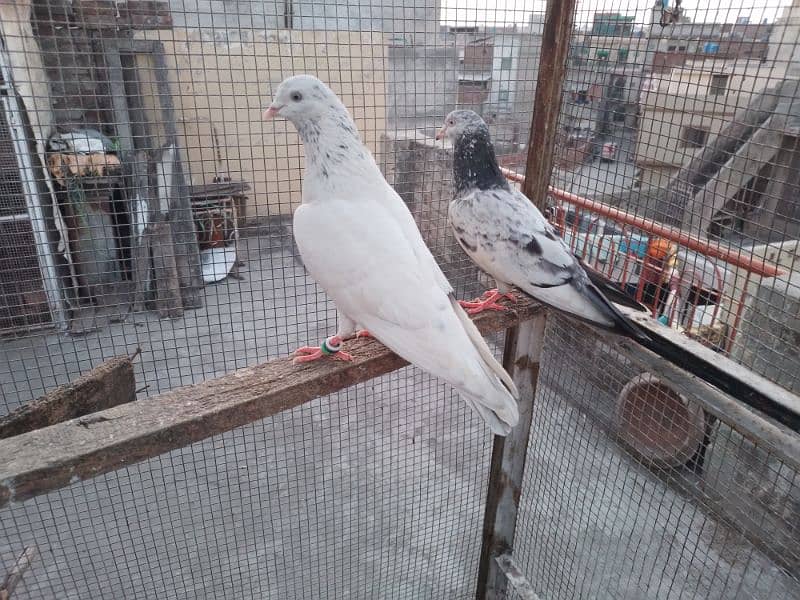 1200 per pigeon golden lakha motion wala breed 4