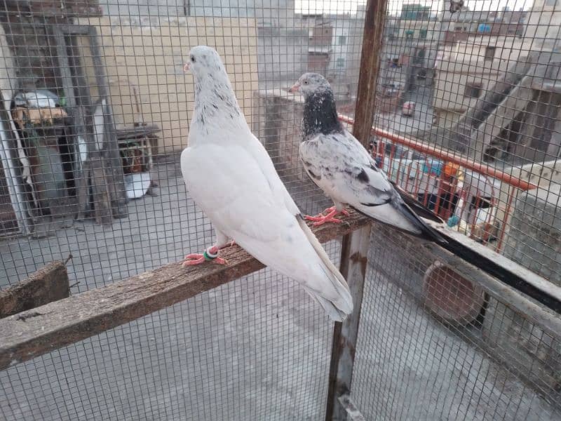 1200 per pigeon golden lakha motion wala breed 5