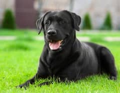 British Labrador female