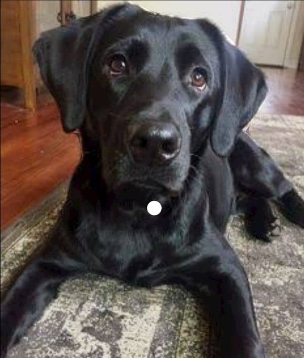 British Labrador female 1