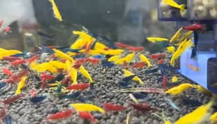 Fresh water Shrimps multi Colors new stock