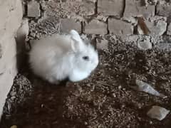 7 rabbit for sale