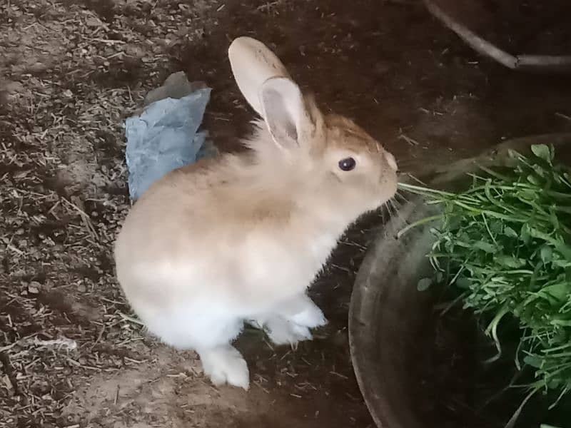 7 rabbit for sale 5