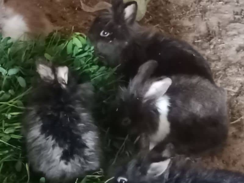 7 rabbit for sale 6