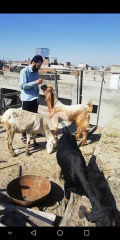 Dessy bakra,Qurbani 2025/ breeder male healthy and active