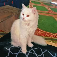 Persian Cat | Fully Trained Persian Cat | Kitten | cat for sale