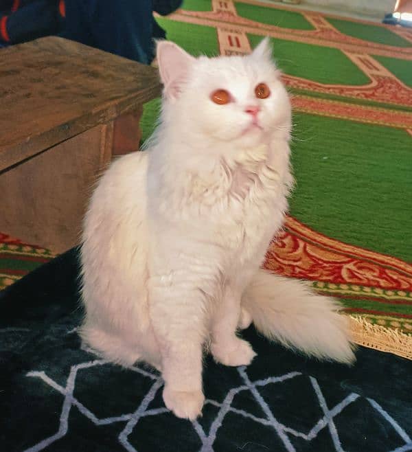 Snow White Persian Cat Playful and Fully Trained 1