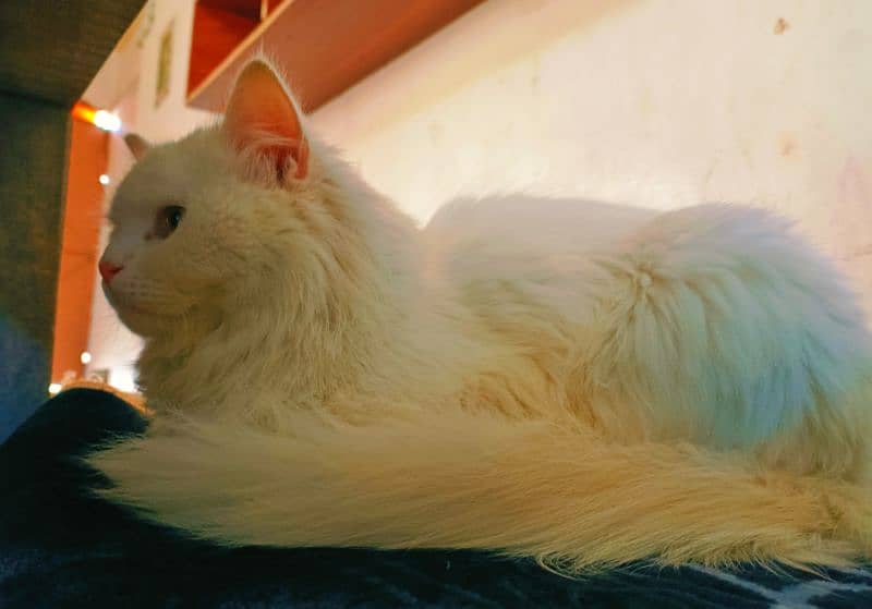 Snow White Persian Cat Playful and Fully Trained 2