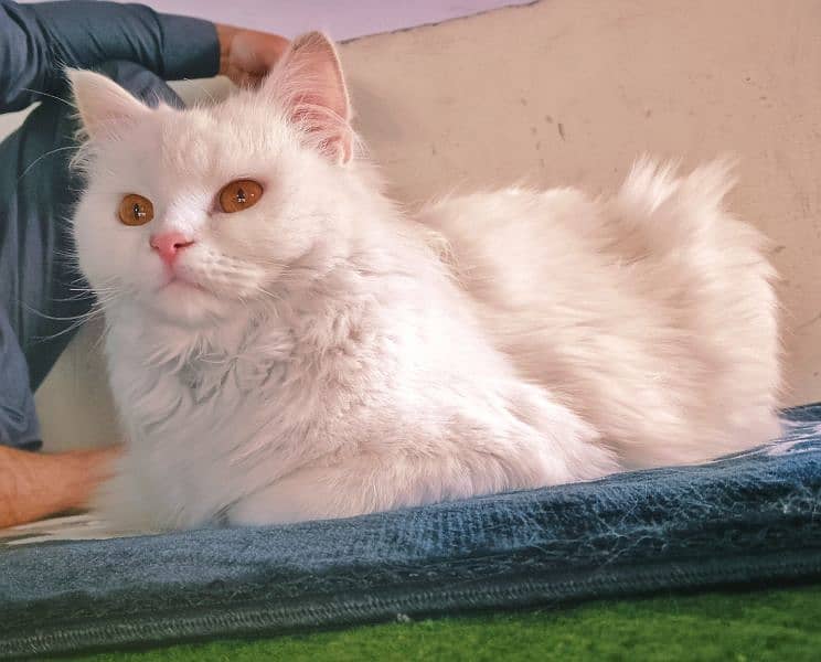 Snow White Persian Cat Playful and Fully Trained 3