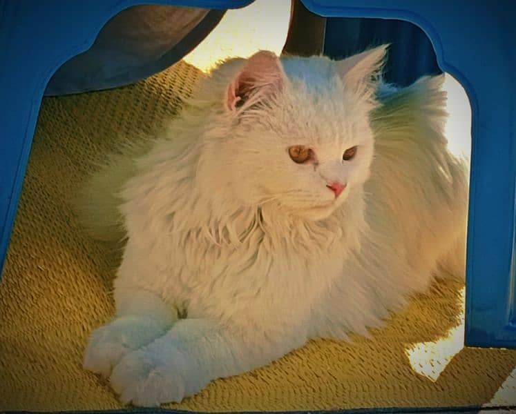 Snow White Persian Cat Playful and Fully Trained 4