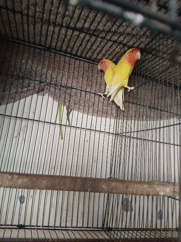 Breeder and Healthy pairs of budgies and lovebirds 1