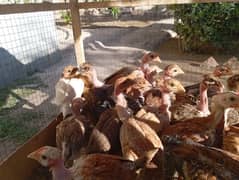 Healthy active pure desi chicks  hens b for sale