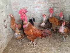 Healthy active pure desi chicks  hens b for sale