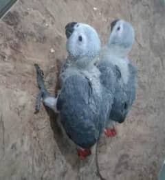 African Grey Parrot cheeks for sale