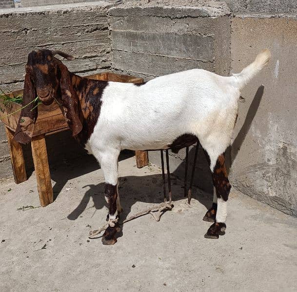 goat for sale 2 bakray dono 2 dant ha 5