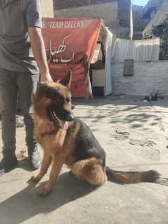 German shepherd male for sale 50 hazar final hu jay ga