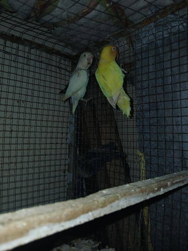 Breeder and Healthy pairs of budgies and lovebirds 2