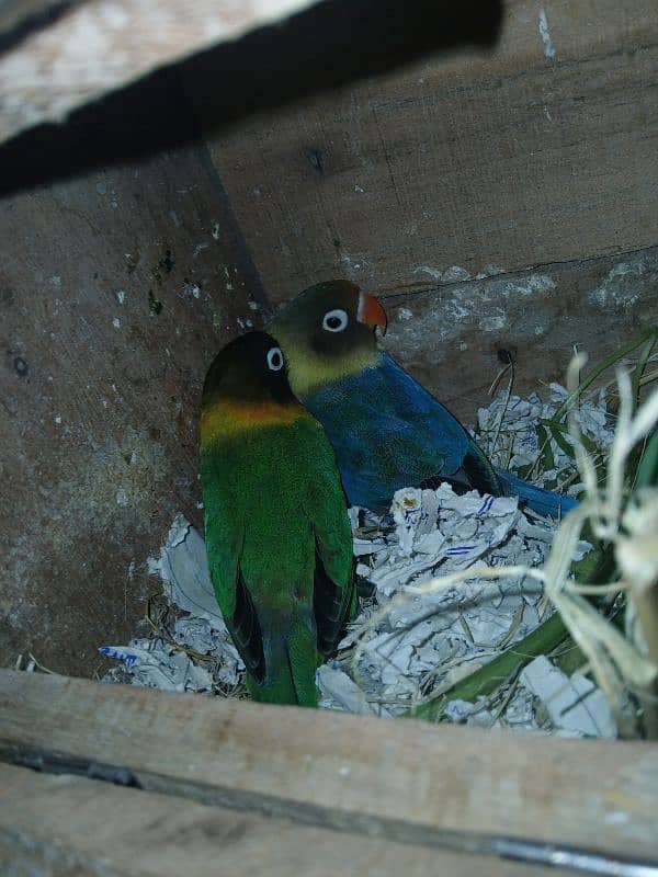 Breeder and Healthy pairs of budgies and lovebirds 0