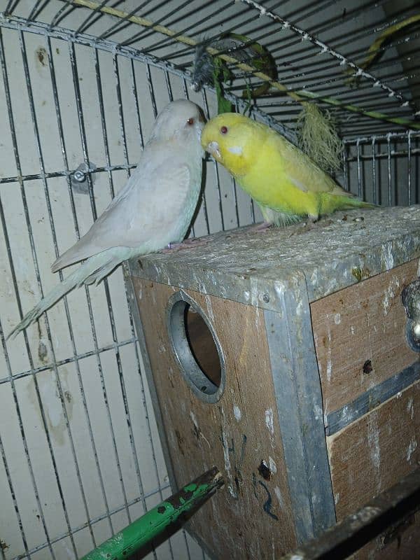 Breeder and Healthy pairs of budgies and lovebirds 4