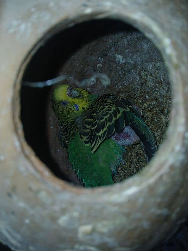 Breeder and Healthy pairs of budgies and lovebirds 5