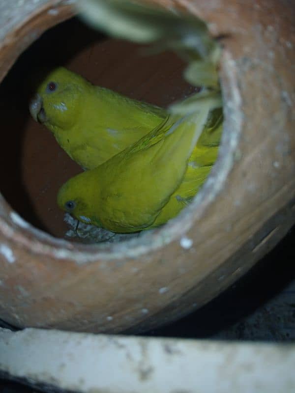 Breeder and Healthy pairs of budgies and lovebirds 8