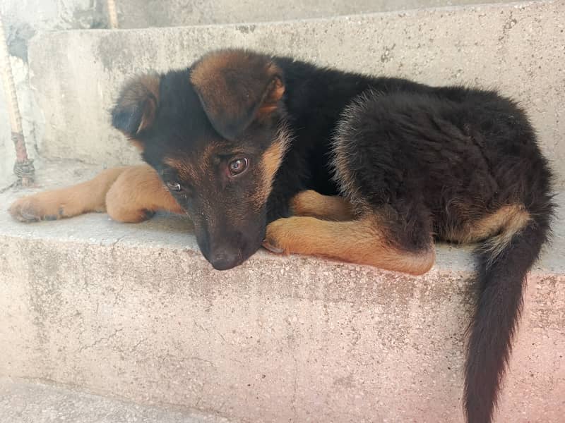 30 days male German shepherd 0