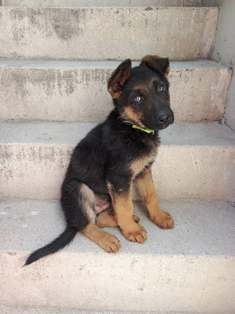 30 days male German shepherd 3