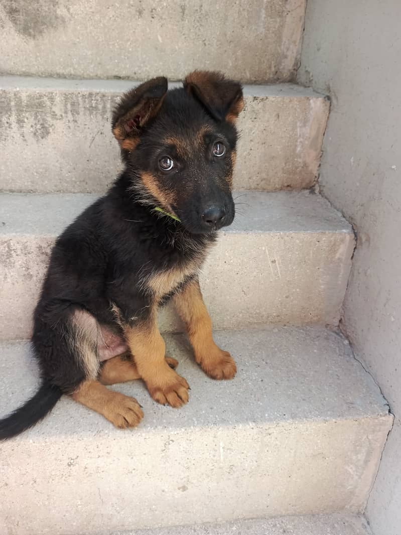 30 days male German shepherd 5