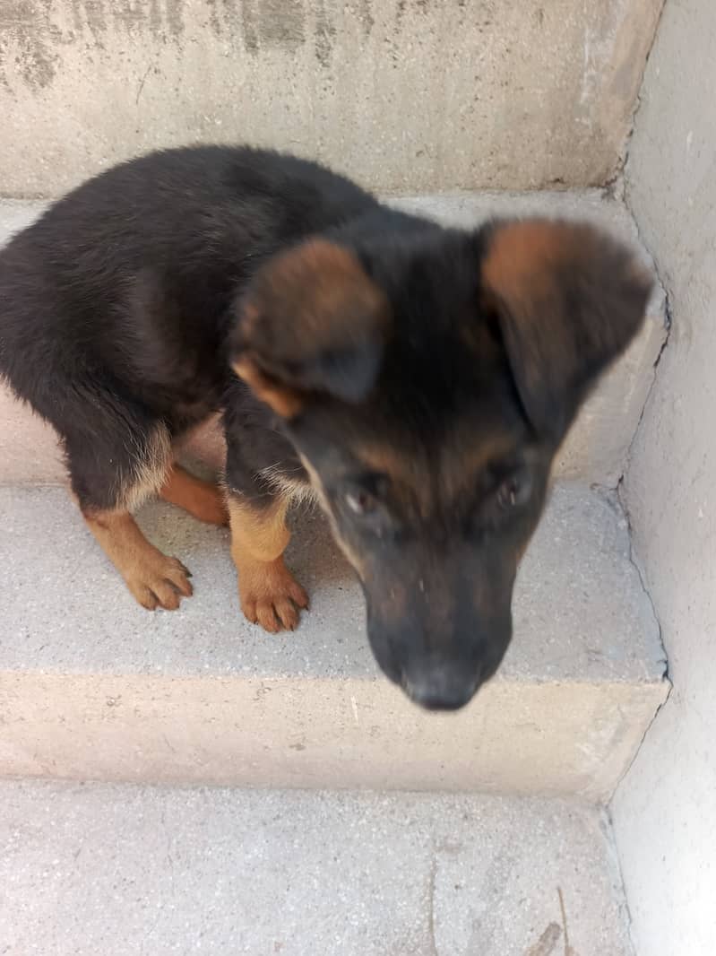 30 days male German shepherd 6