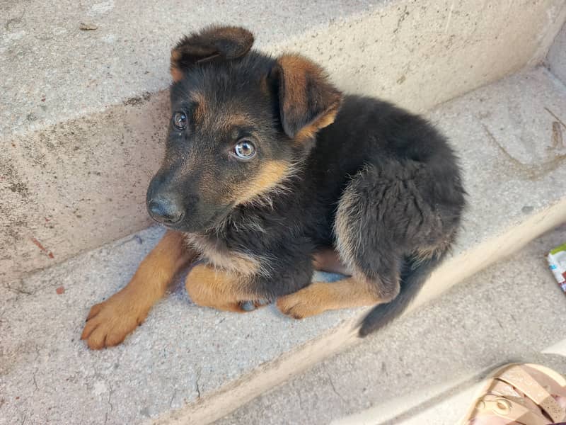 30 days male German shepherd 8