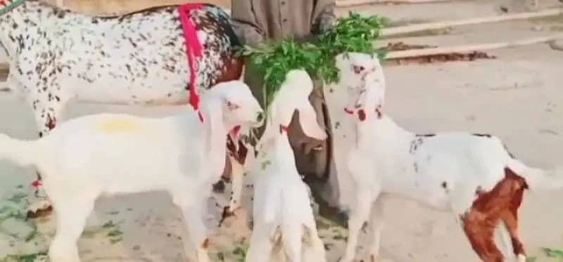 Desi bakri 3 Bacchon ke sath for sale WhatsApp on 0347,8616,105 0