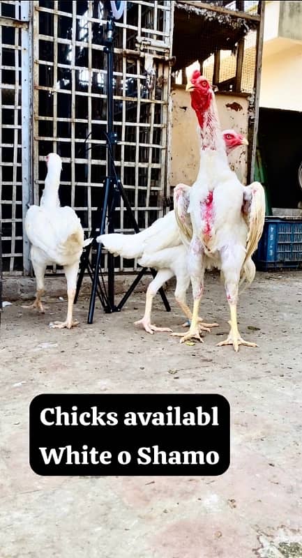 Shamo chicks available top Quality 0