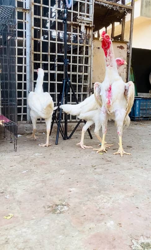 Shamo chicks available top Quality 1