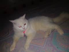 parsian female 18 months vaccinated Whatsapp 0303-240-9923