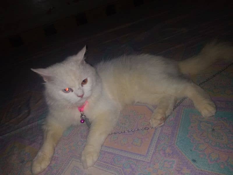 parsian female 18 months vaccinated Whatsapp 0303-240-9923 0