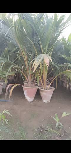 coconut tree for sale