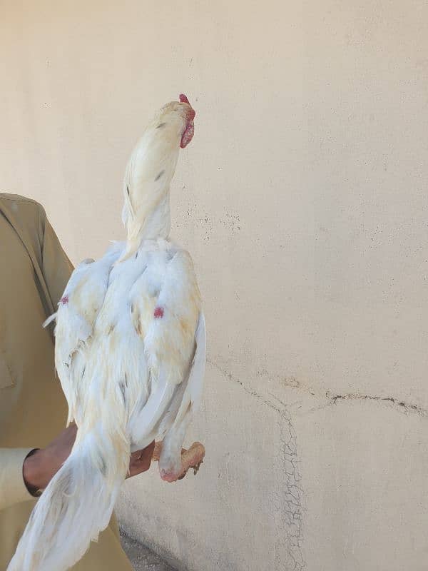 White Aseel pair heavy buff egg laying hens 2