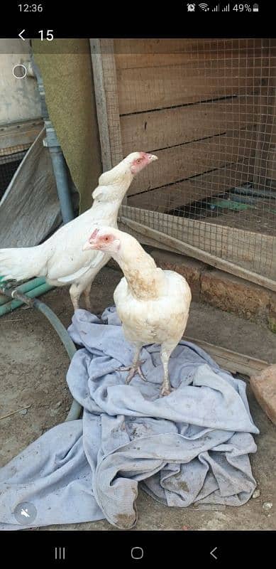 White Aseel pair heavy buff egg laying hens 3