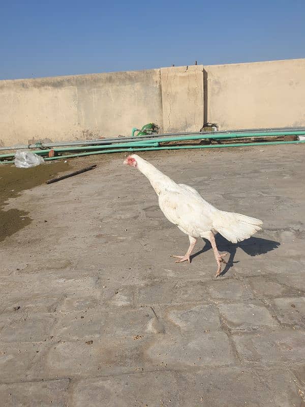 White Aseel pair heavy buff egg laying hens 4