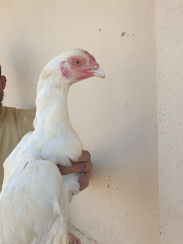 White Aseel pair heavy buff egg laying hens 7