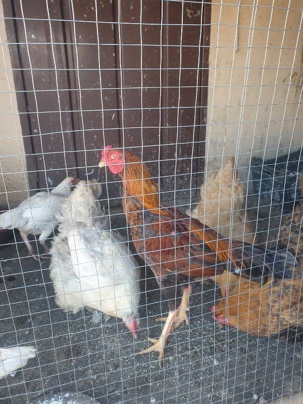 White Aseel pair heavy buff egg laying hens 9