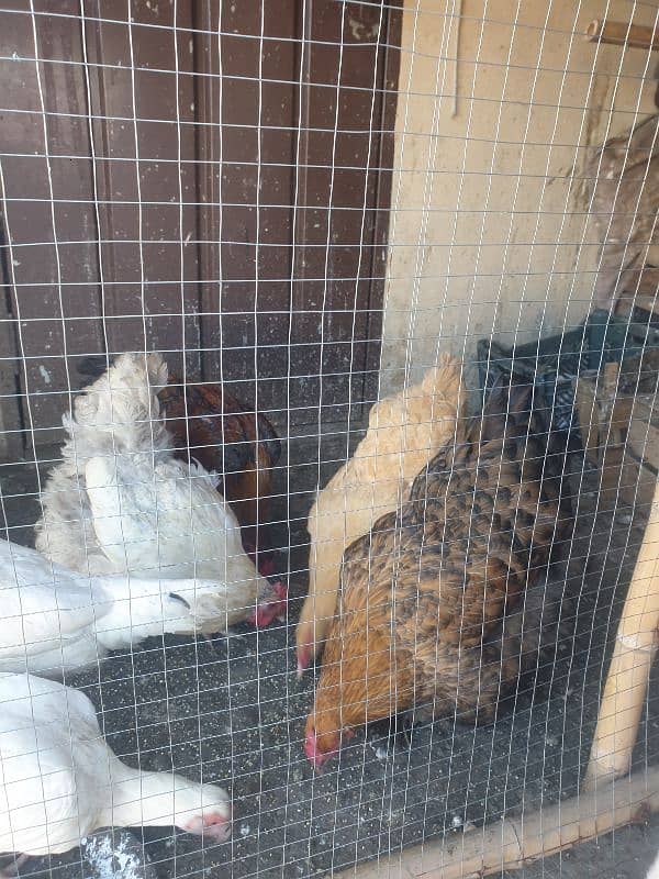 White Aseel pair heavy buff egg laying hens 12