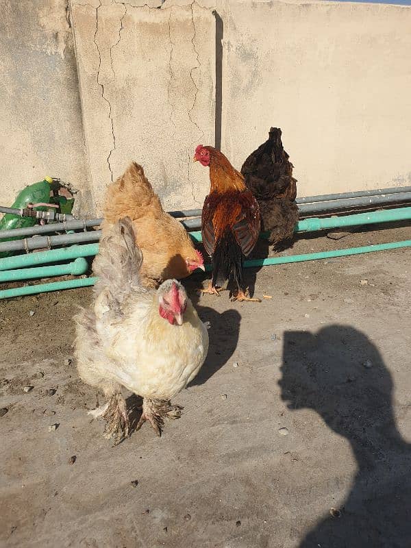 White Aseel pair heavy buff egg laying hens 16