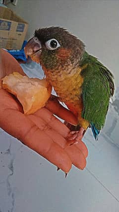 CONURE